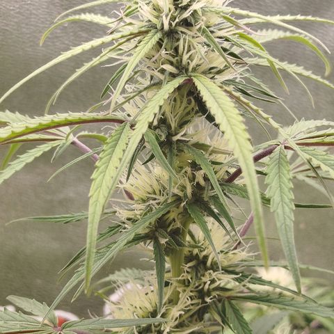 Tangie Auto monsterseeds growlog timeline photo