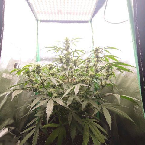 Tangie Auto monsterseeds growlog timeline photo