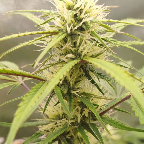 Tangie Auto monsterseeds growlog timeline photo