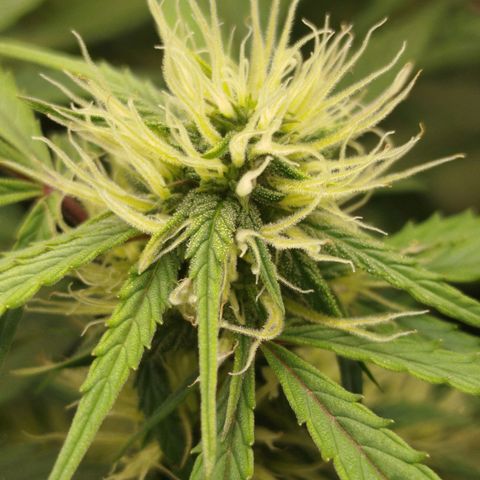 Tangie Auto monsterseeds growlog timeline photo