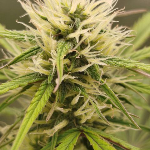 Tangie Auto monsterseeds growlog timeline photo