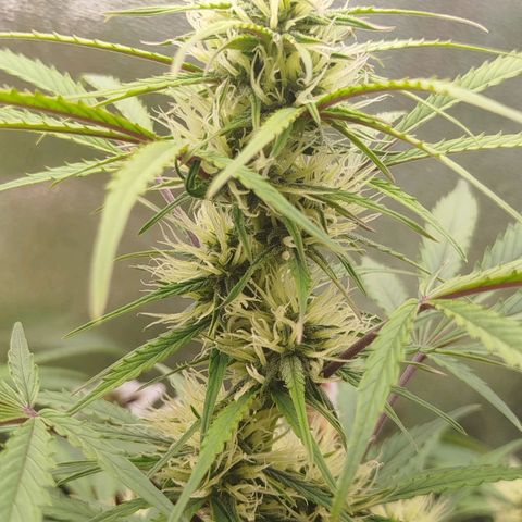 Tangie Auto monsterseeds growlog timeline photo