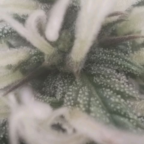 Tangie Auto monsterseeds growlog timeline photo
