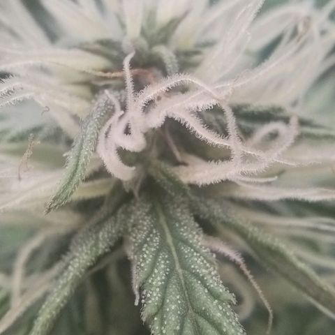 Tangie Auto monsterseeds growlog timeline photo
