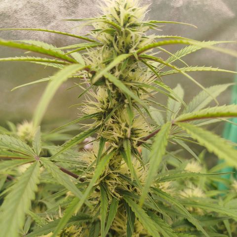 Tangie Auto monsterseeds growlog timeline photo