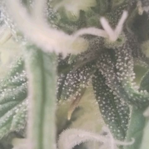 Tangie Auto monsterseeds growlog timeline photo