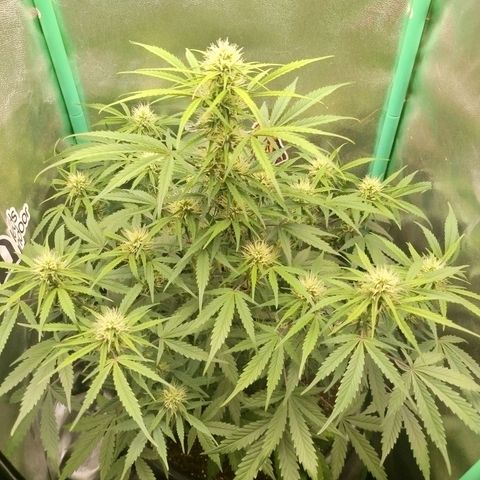 Tangie Auto monsterseeds growlog timeline photo