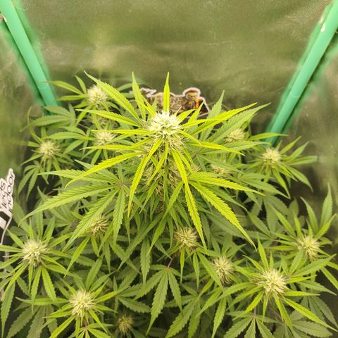 Tangie Auto monsterseeds growlog timeline photo