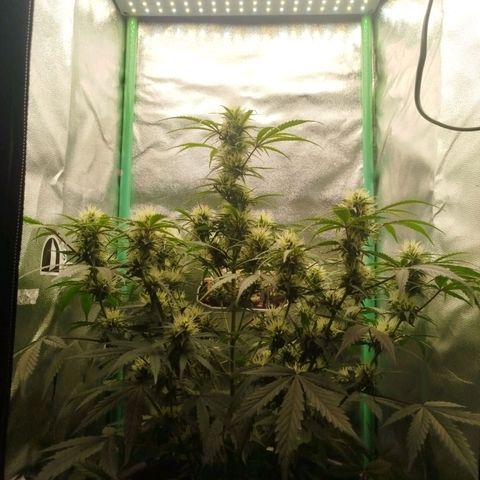Tangie Auto monsterseeds growlog timeline photo