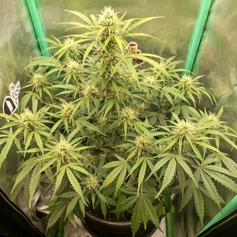 Tangie Auto monsterseeds growlog timeline photo