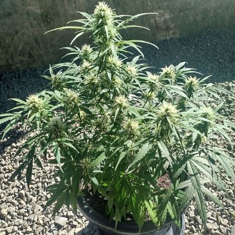 Tangie Auto monsterseeds growlog timeline photo