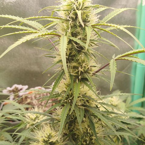 Tangie Auto monsterseeds growlog timeline photo