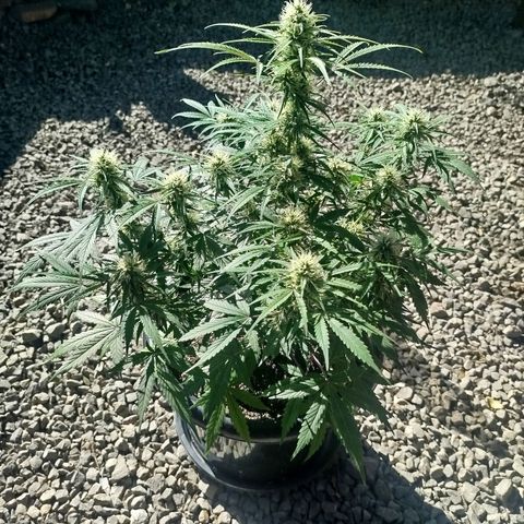 Tangie Auto monsterseeds growlog timeline photo