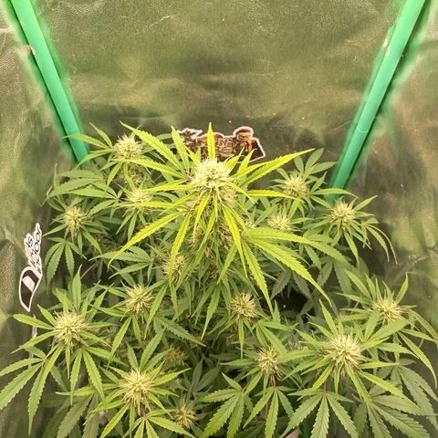 Tangie Auto monsterseeds growlog timeline photo