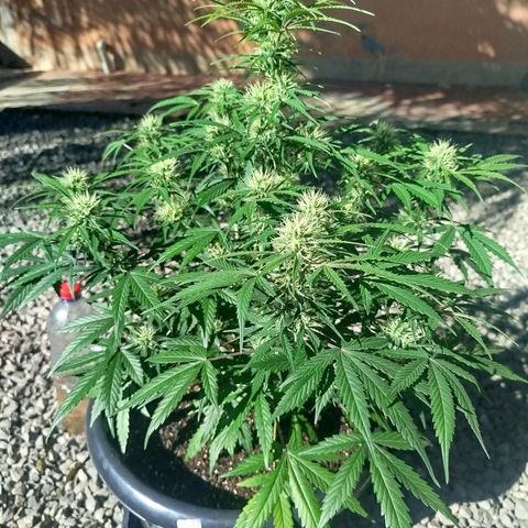 Tangie Auto monsterseeds growlog timeline photo