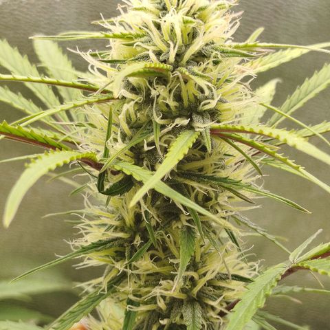 Tangie Auto monsterseeds growlog timeline photo