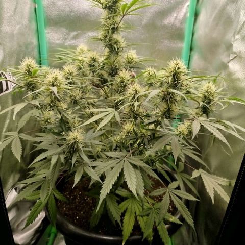 Tangie Auto monsterseeds growlog timeline photo