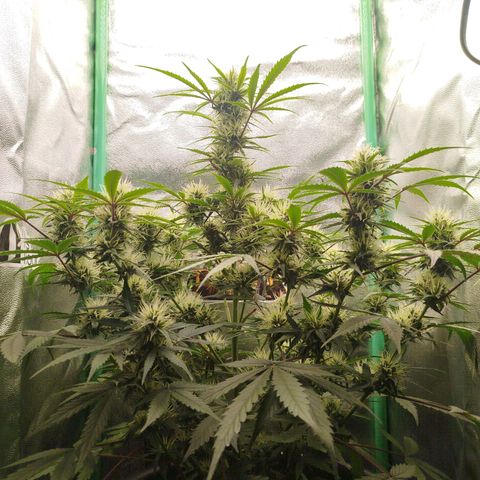 Tangie Auto monsterseeds growlog timeline photo
