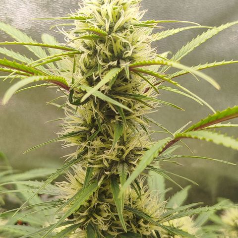 Tangie Auto monsterseeds growlog timeline photo