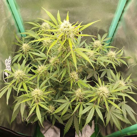 Tangie Auto monsterseeds growlog timeline photo