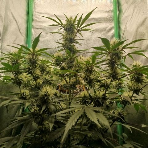 Tangie Auto monsterseeds growlog timeline photo