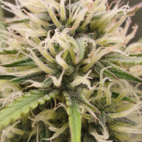 Tangie Auto monsterseeds growlog timeline photo