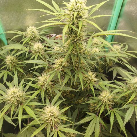 Tangie Auto monsterseeds growlog timeline photo