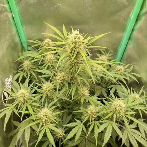Tangie Auto monsterseeds growlog timeline photo