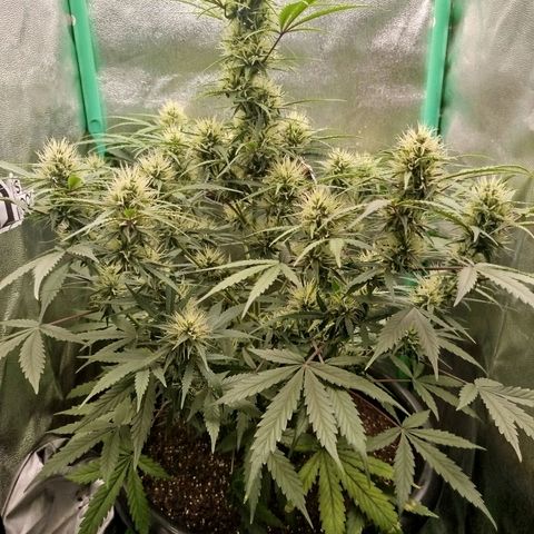 Tangie Auto monsterseeds growlog timeline photo