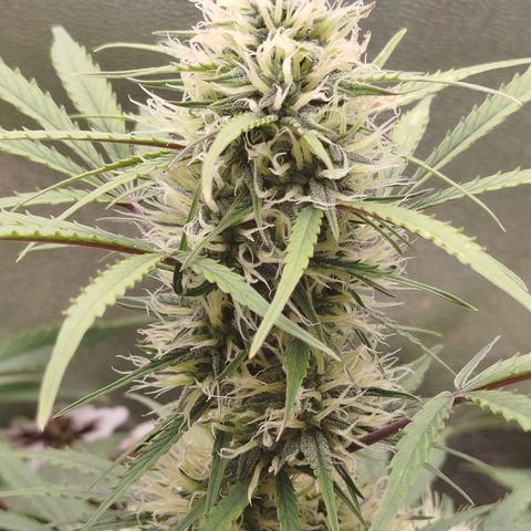 Tangie Auto monsterseeds growlog timeline photo
