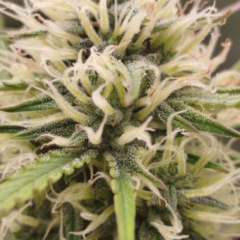 Tangie Auto monsterseeds growlog timeline photo