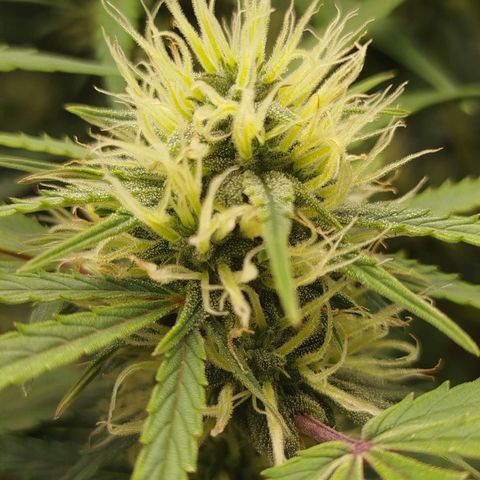 Tangie Auto monsterseeds growlog timeline photo