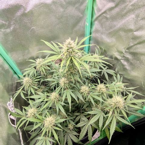 Tangie Auto monsterseeds growlog timeline photo