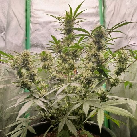 Tangie Auto monsterseeds growlog timeline photo