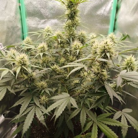 Tangie Auto monsterseeds growlog timeline photo