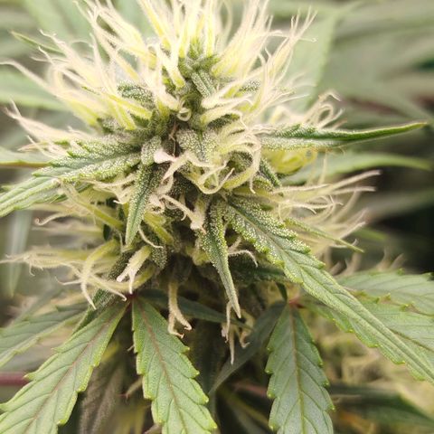 Tangie Auto monsterseeds growlog timeline photo