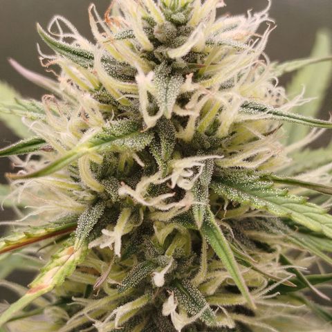 Tangie Auto monsterseeds growlog timeline photo