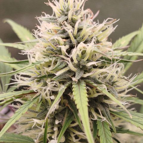 Tangie Auto monsterseeds growlog timeline photo