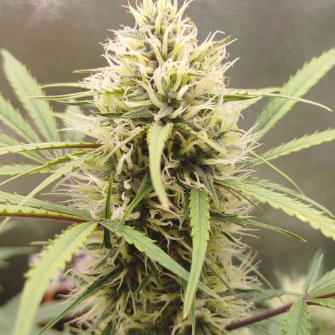 Tangie Auto monsterseeds growlog timeline photo