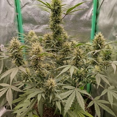 Tangie Auto monsterseeds growlog timeline photo