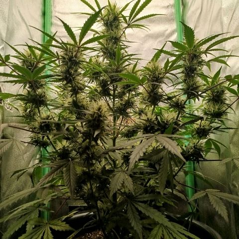 Tangie Auto monsterseeds growlog timeline photo