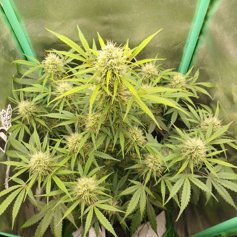 Tangie Auto monsterseeds growlog timeline photo