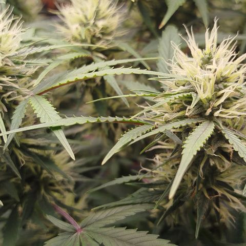 Tangie Auto monsterseeds growlog timeline photo