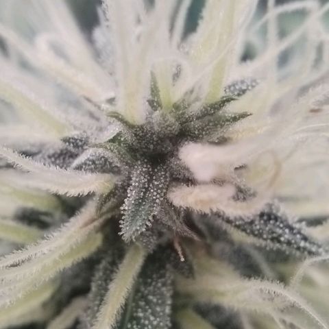 Tangie Auto monsterseeds growlog timeline photo