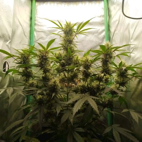 Tangie Auto monsterseeds growlog timeline photo