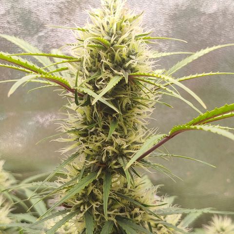 Tangie Auto monsterseeds growlog timeline photo