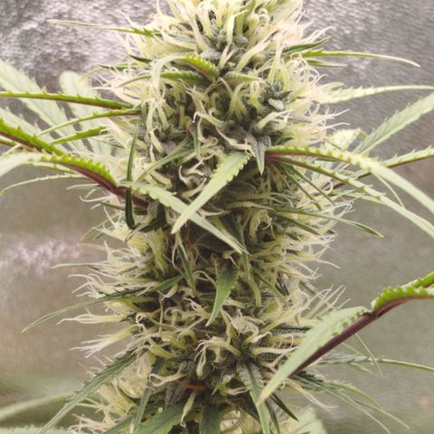 Tangie Auto monsterseeds growlog timeline photo