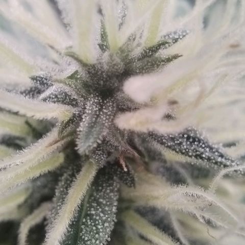 Tangie Auto monsterseeds growlog timeline photo