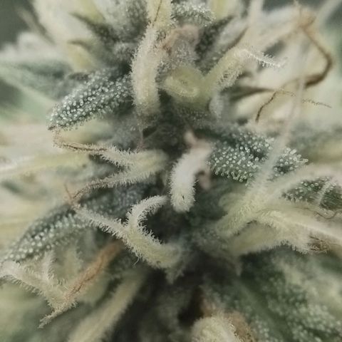 Tangie Auto monsterseeds growlog timeline photo