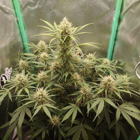 Tangie Auto monsterseeds growlog timeline photo